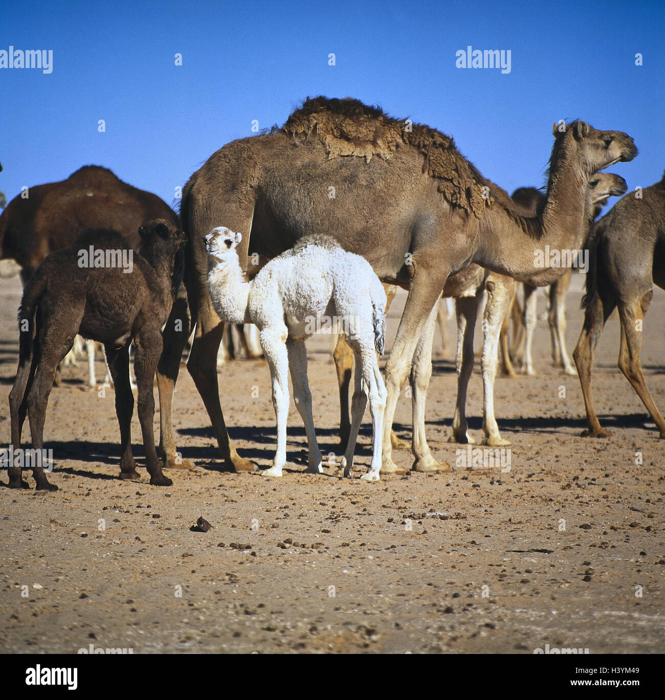 Camel focuses hi-res stock photography and images - Alamy