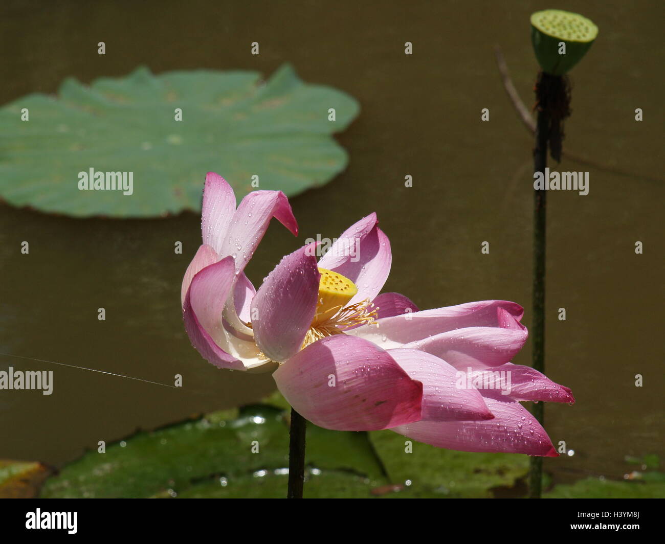 Lotus flower and plants Stock Photo Alamy