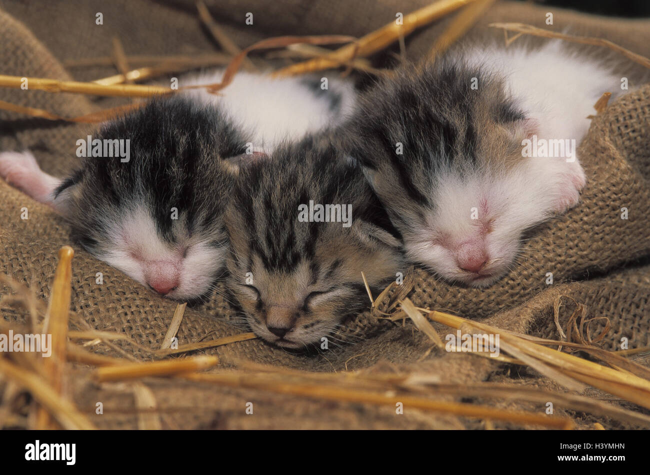 Jute pouch, straw, cat's babies, animals, pets, mammals, cat's children, three, house cats, young, young animals, animal babies, striped, sleep, eyes closed Stock Photo