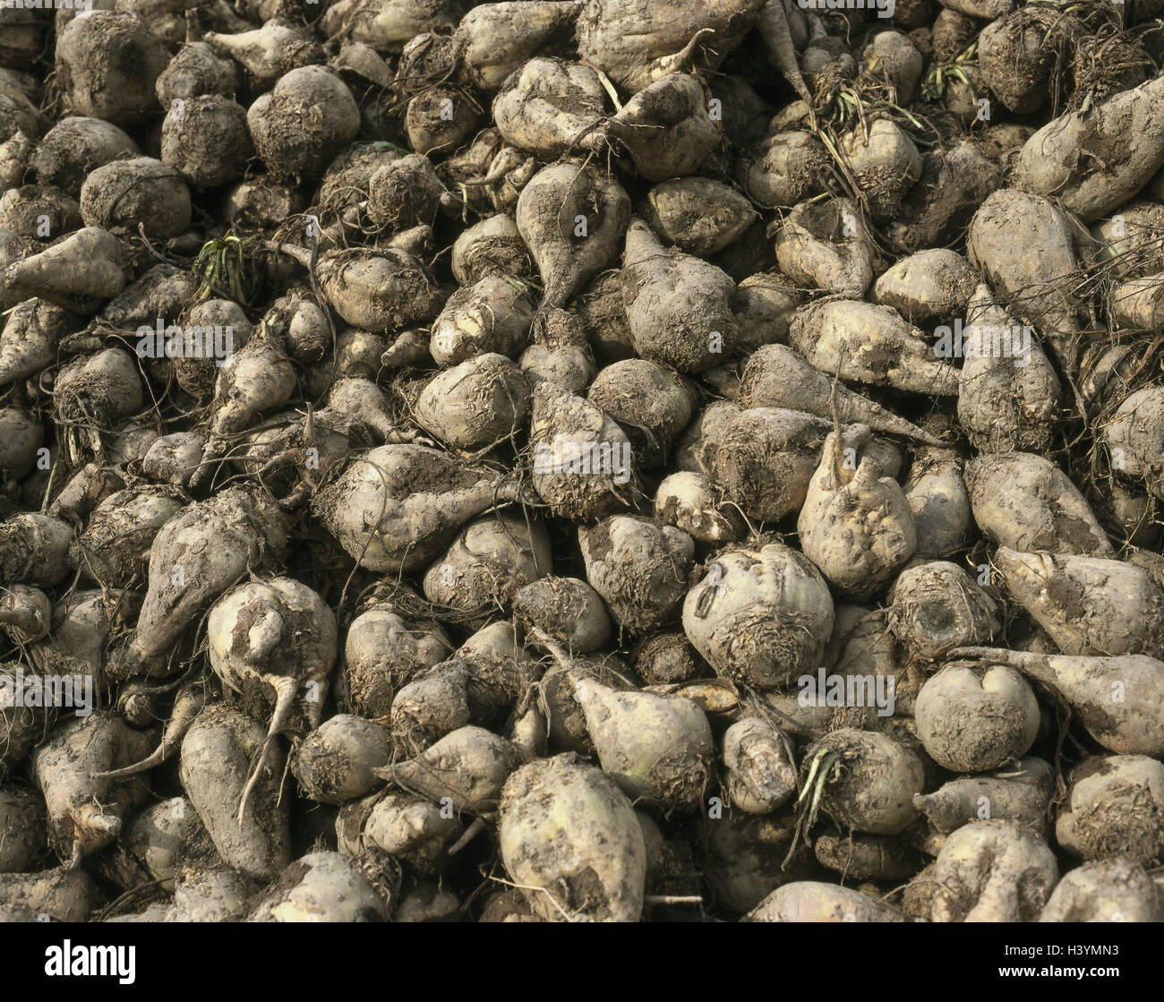 Field, sugar beet harvest, economy, agriculture, cultivation, useful