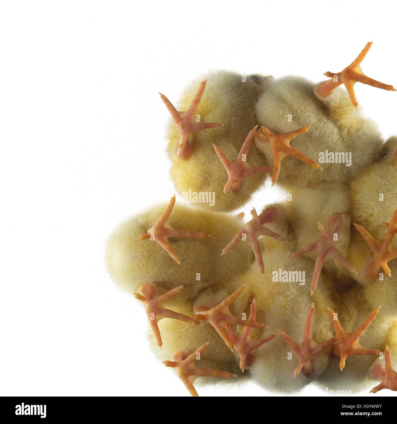 Glass top, Hüherküken, detail, from below animals, chicks, birds, fowl, house chicken, Gallus gallus, benefit animals, gallinaceous bird, young animals, poultry, young, young birds, huge number, scrum, feet, yellow, fleecily, softy, snugly, softly, perspective, unterview Stock Photo