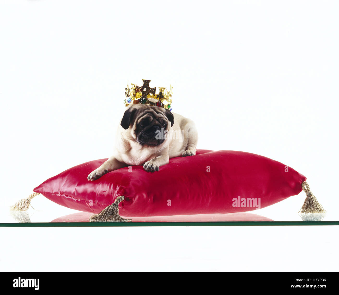 pug royal