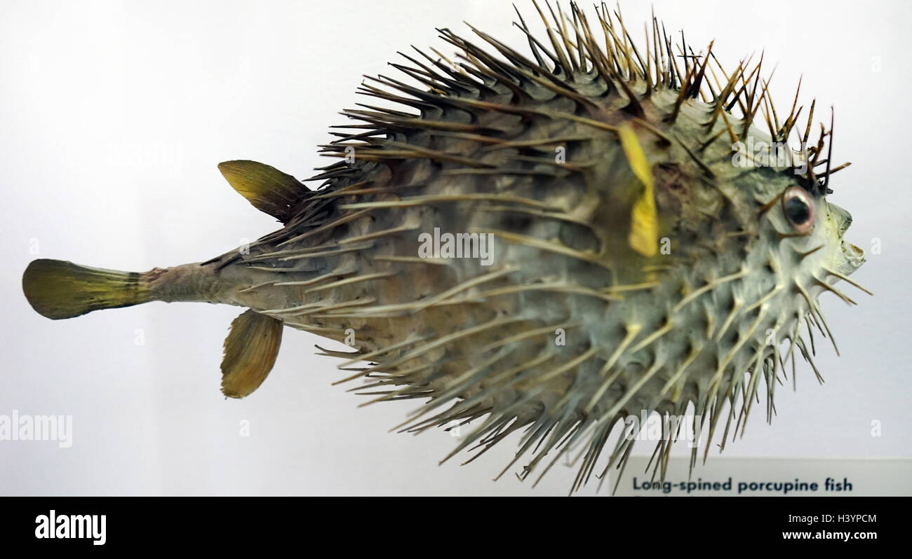 Long-spine porcupinefish (Diodon holocanthus) a species of marine fish in the family of Diodontidae. Dated 21st Century Stock Photo