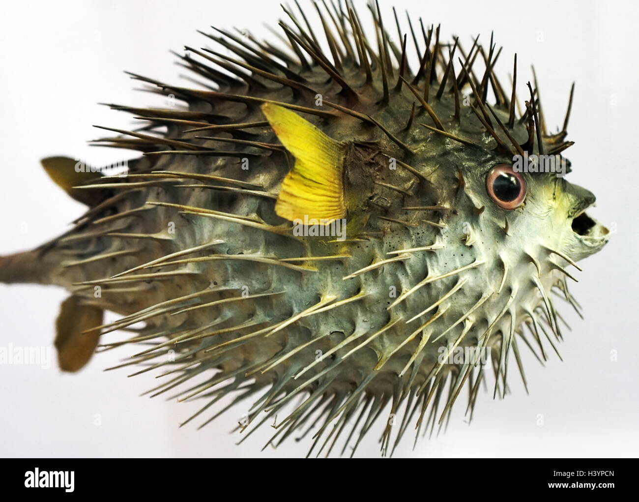 Long-spine porcupinefish (Diodon holocanthus) a species of marine