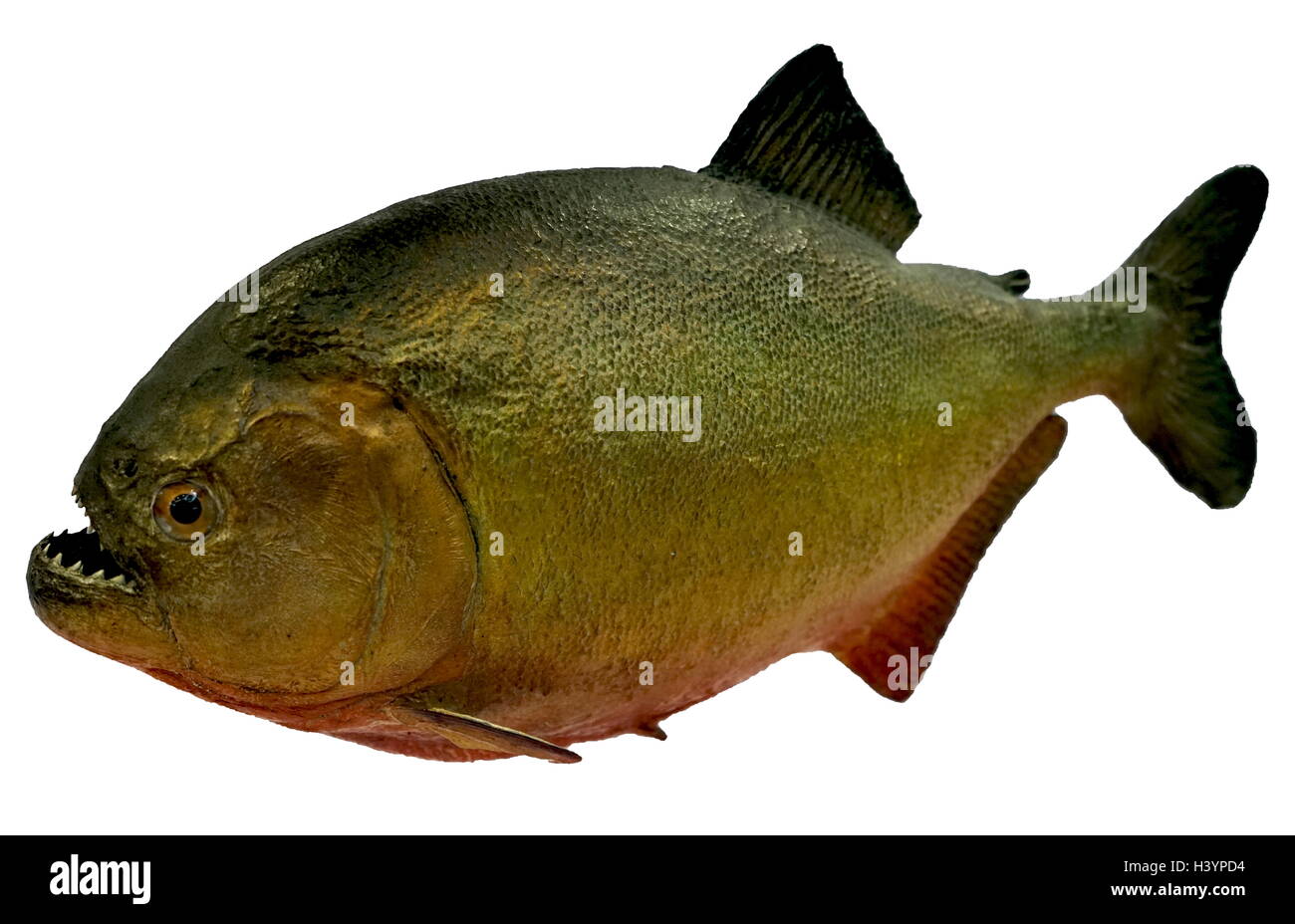 Model Of A Red Bellied Piranha Also Known As The Red Piranha A Species Native To South America In The Amazon River Basin Dated th Century Stock Photo Alamy Model Of A Red Bellied Piranha Also Known As The Red Piranha A Species Native To South America In The Amazon River Basin Dated th Century Stock Photo Alamy