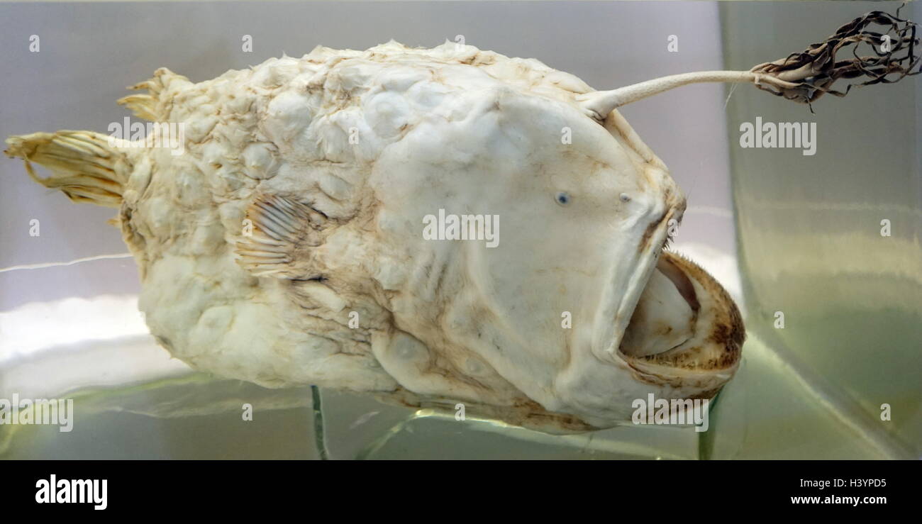 Skeleton of an Anglerfish. Anglerfishes are fish of the teleost order Lophiiformes. Dated 20th Century Stock Photo