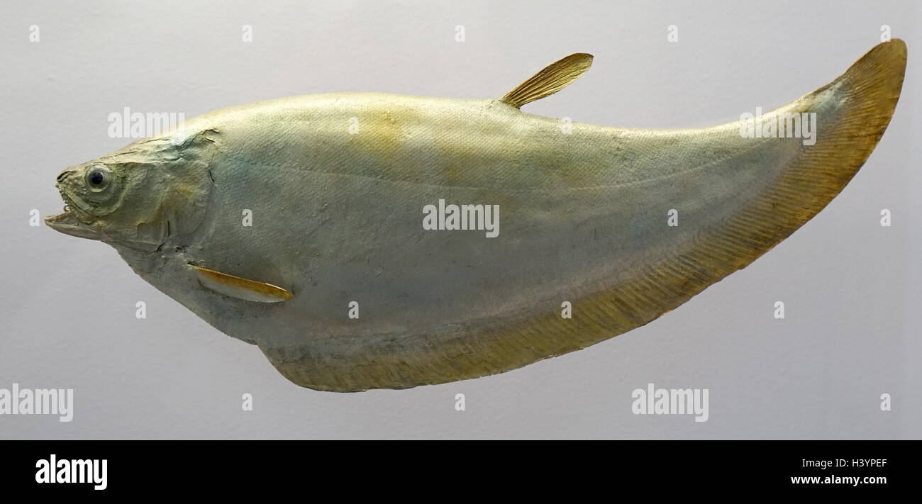 Model of a Ghost knifefish are a family, Apteronotidae, of ray-finned fishes in the order Gymnotiformes. Dated 20th Century Stock Photo