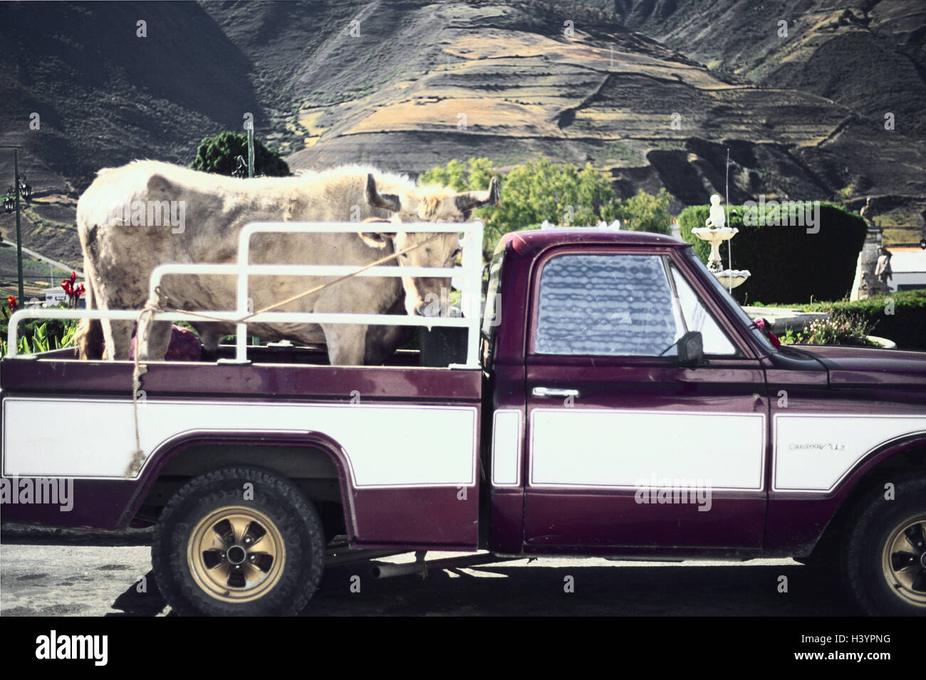 Venezuela, the Andes, Merida, pick-up, loading area, tree bark, South America, vehicle, truck, transport, cattle, cattle transport, mammal, benefit animal, bull, bull, cow, cattle ranching, agriculture, economy Stock Photo