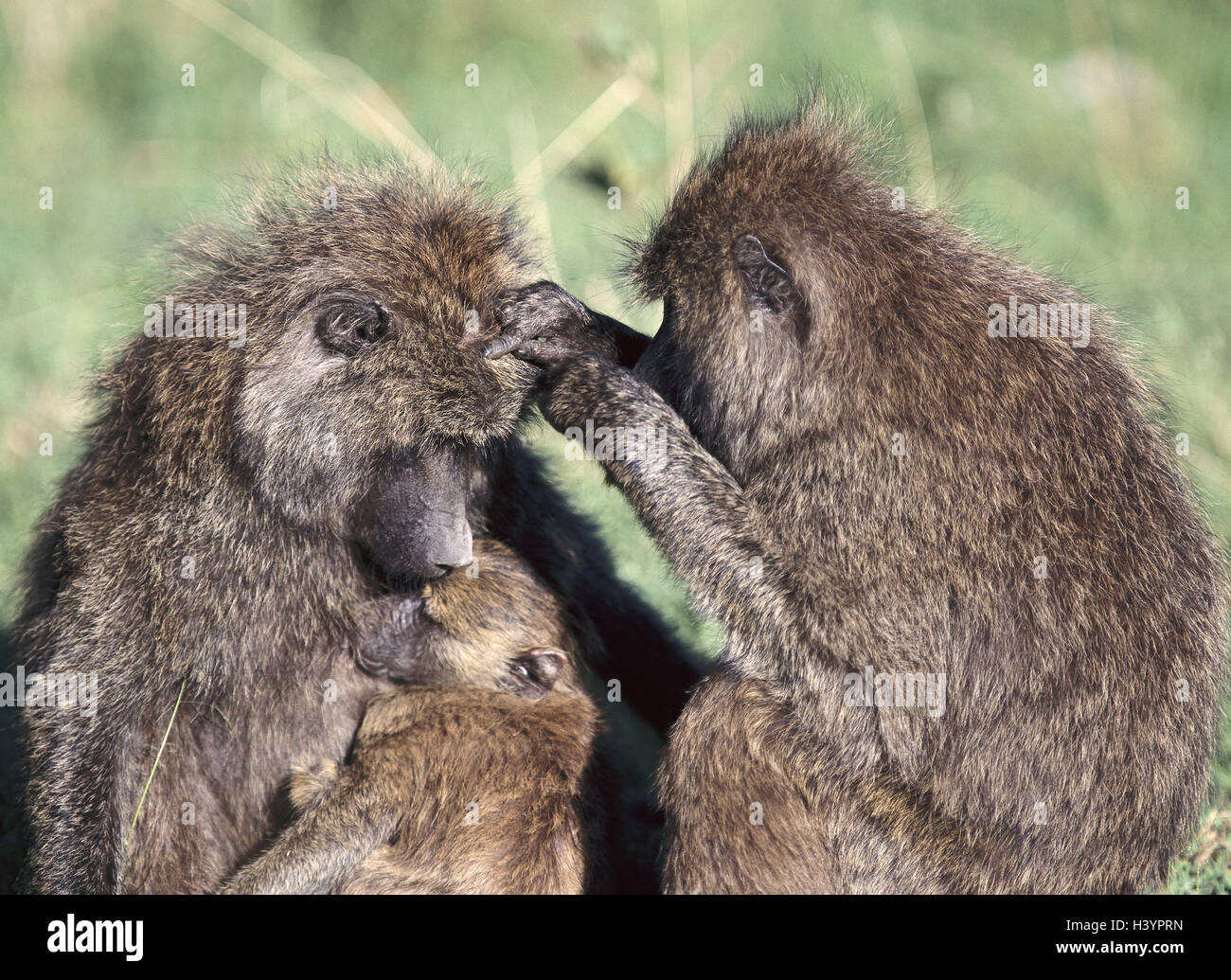 Anubispaviane, Papio anubis, fur care, Africa, mammals, wild animals, primates, Old world monkeys, Catarrhini, dog monkeys, Cercopithecoidea, steppe baboons, green baboons, females, two, young animal, young, lausen, social behaviour, outside Stock Photo