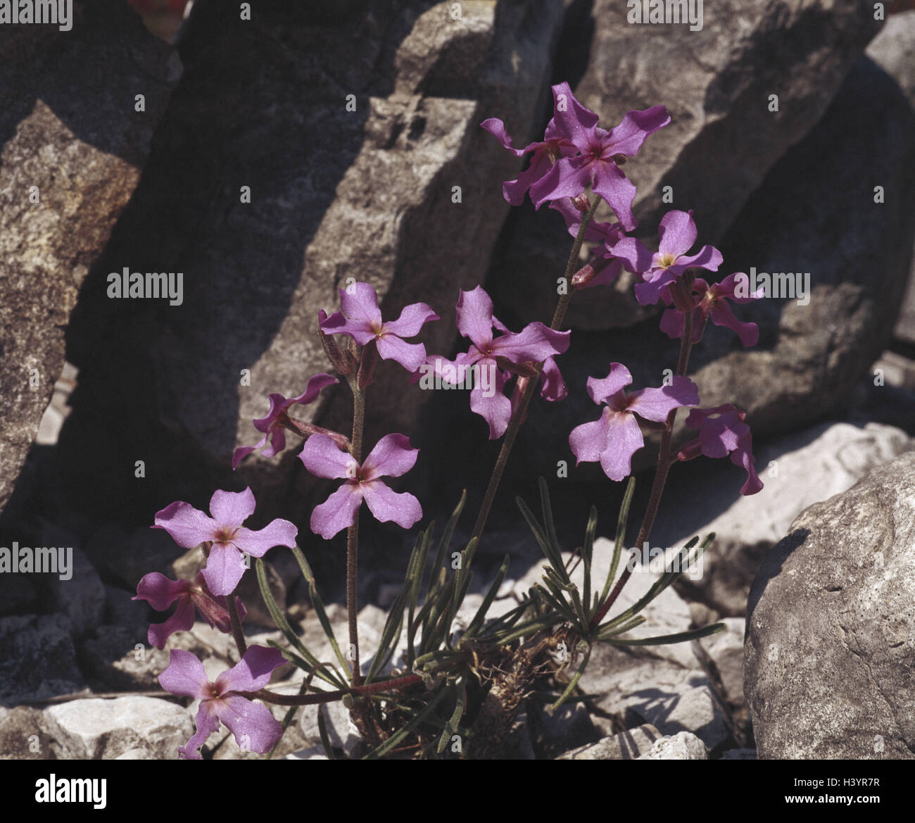 Clouded Levkoje, Matthioli fruticulosa, nature, botany, flora, plants, flowers, Alpine flowers, Alpine flora, wild plant, Levkoje, Levkojen, Brassicaceae, Cruciferae, Kreuzblütler, blossoms, blossom, pink, pink ones Stock Photo