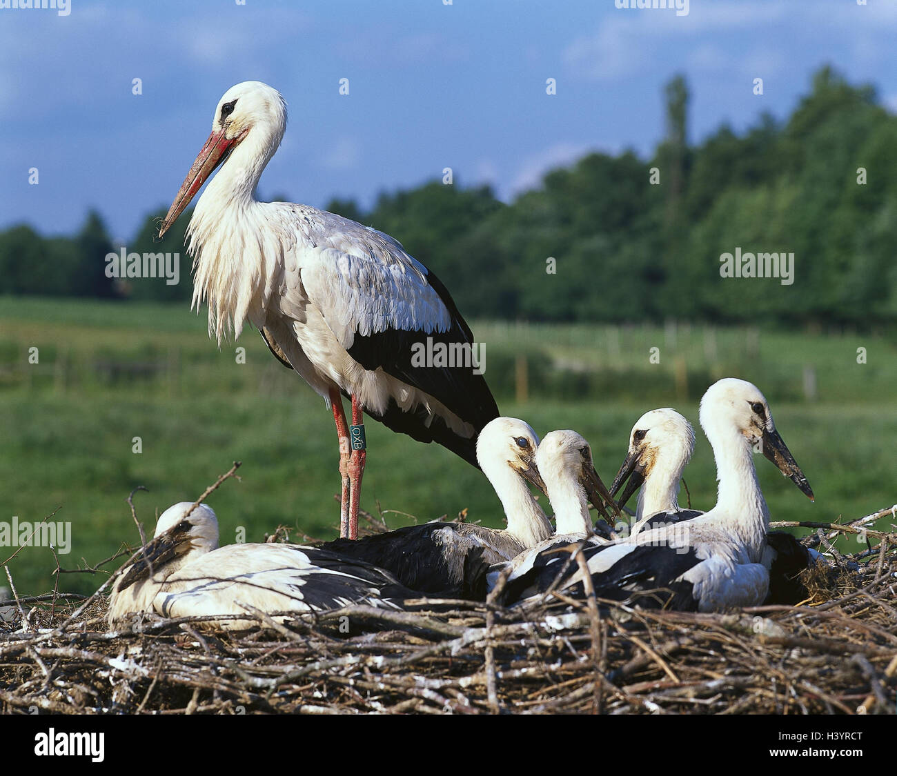 Horst, white storks, Ciconia ciconia, young animals, outside, birds, nest, bird, stork, storks, young birds, shrub nest Stock Photo