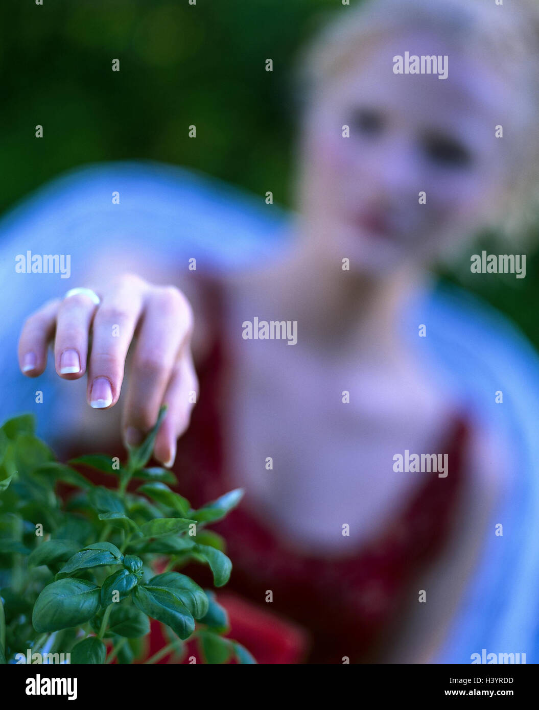 Basilienblatt hires stock photography and images Alamy