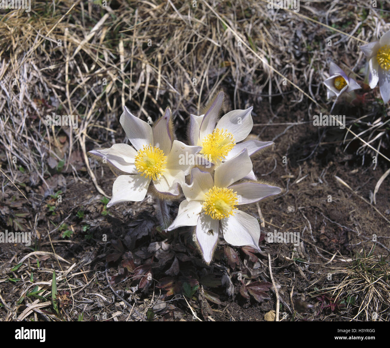 Spring cows clamp hires stock photography and images Alamy