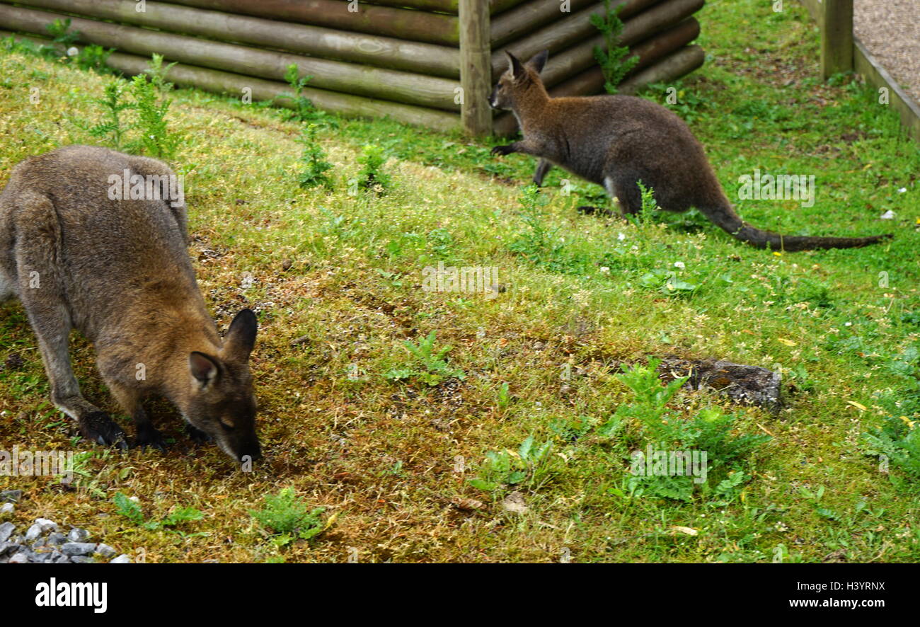 The red-necked wallaby or Bennett's wallaby (Macropus rufogriseus) is a medium-sized macropod marsupial (wallaby), common in the more temperate and fertile parts of eastern Australia, including Tasmania. Stock Photo