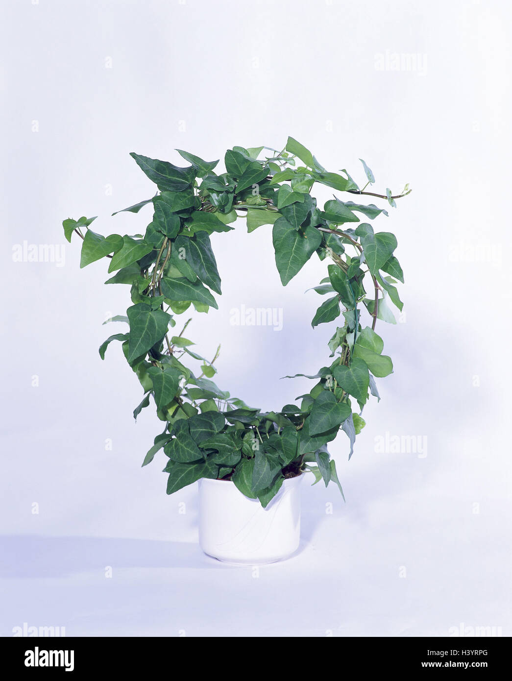 Potted plant, ivy, Hedera helix, Ivy Zimmerpflanze, green plant, plant, studio, product photography Stock Photo