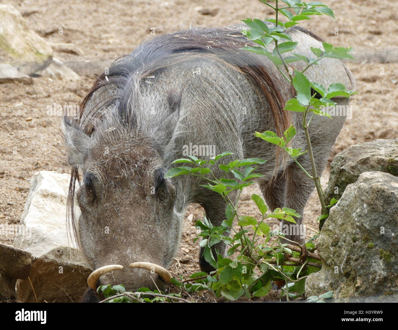 Phacochoerus is a genus of wild pigs in the family Suidae, known as warthogs. It is the sole genus of subfamily Phacochoerinae. They are found in open and semiopen habitats, even in quite arid regions, in sub-Saharan Africa. Stock Photo