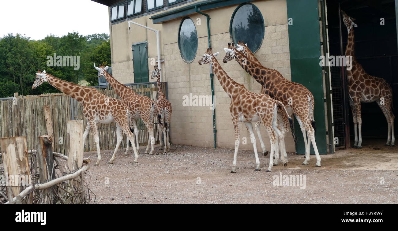 The giraffe (Giraffe Camelopardalis) is an African even-toed ungulate mammal, the tallest living terrestrial animal and the largest ruminant. Its species name refers to its camel-like shape and its leopard-like colouring Stock Photo