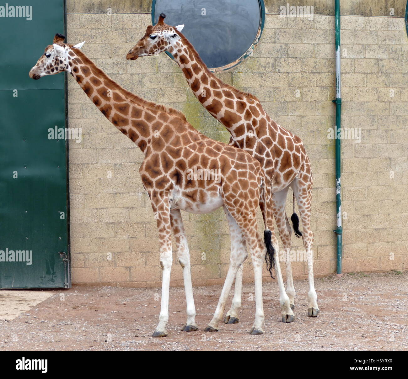The giraffe (Giraffe Camelopardalis) is an African even-toed ungulate mammal, the tallest living terrestrial animal and the largest ruminant. Its species name refers to its camel-like shape and its leopard-like colouring Stock Photo
