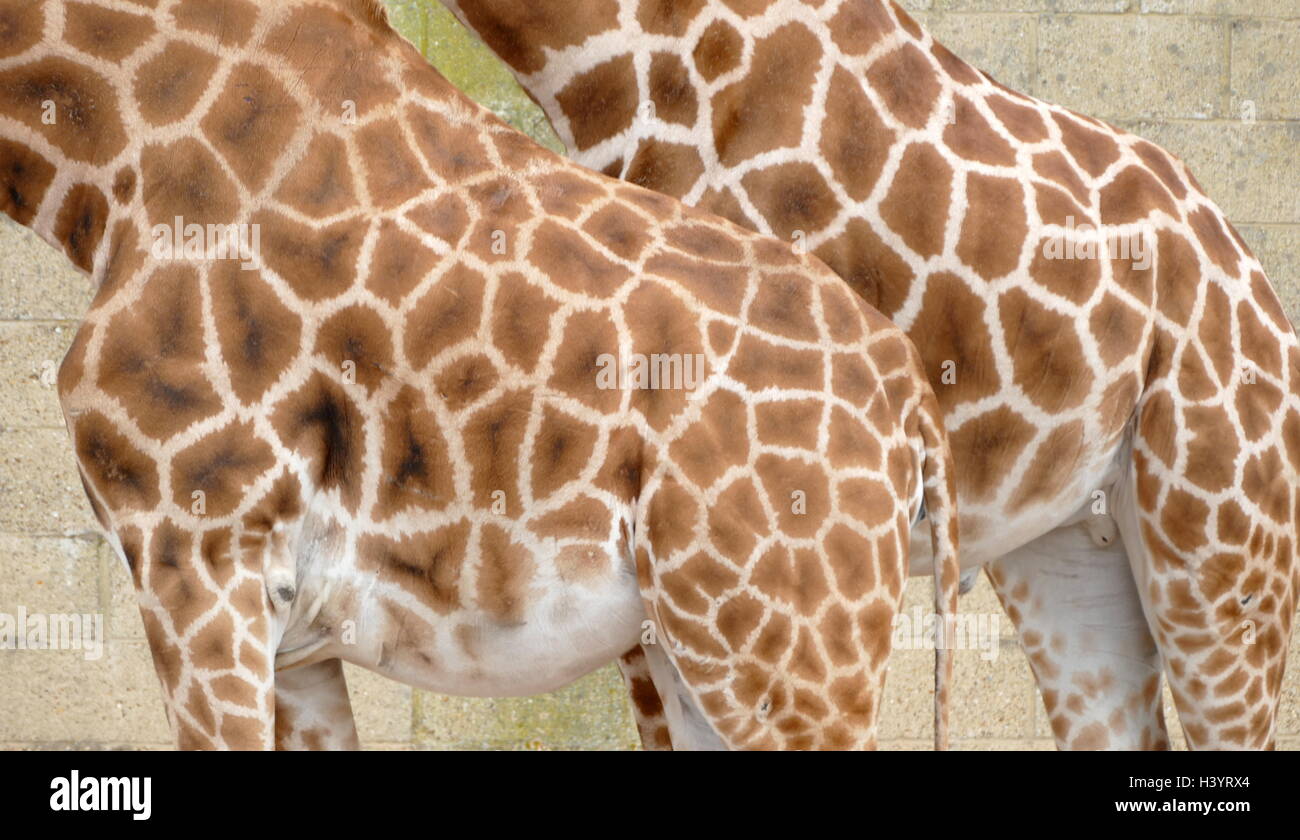 The giraffe (Giraffe Camelopardalis) is an African even-toed ungulate mammal, the tallest living terrestrial animal and the largest ruminant. Its species name refers to its camel-like shape and its leopard-like colouring Stock Photo
