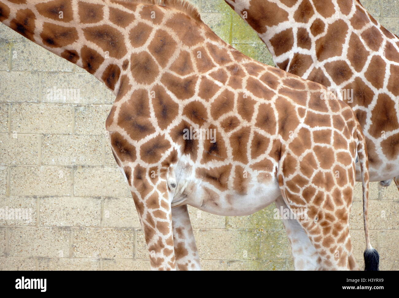 The giraffe (Giraffe Camelopardalis) is an African even-toed ungulate mammal, the tallest living terrestrial animal and the largest ruminant. Its species name refers to its camel-like shape and its leopard-like colouring Stock Photo