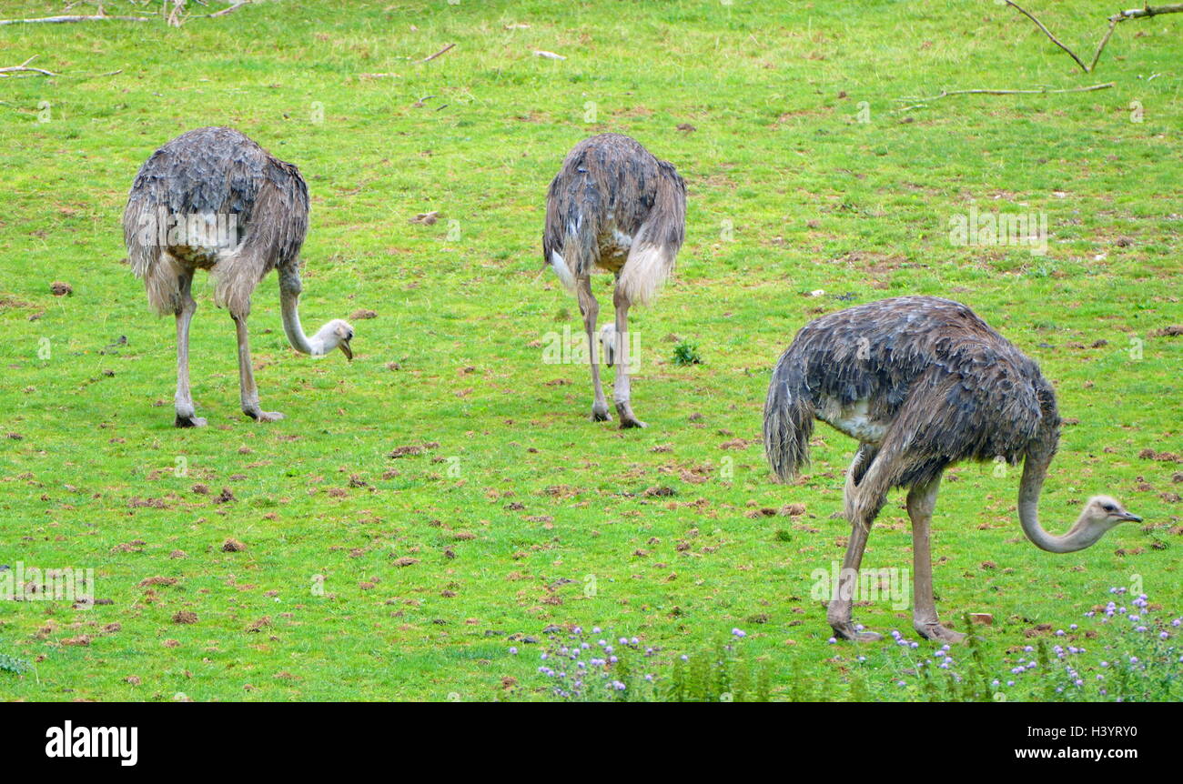 The ostrich or common ostrich (Struthio camelus) is either one or two species of large flightless birds native to Africa, the only living member(s) of the genus Struthio, which is in the ratite family Stock Photo
