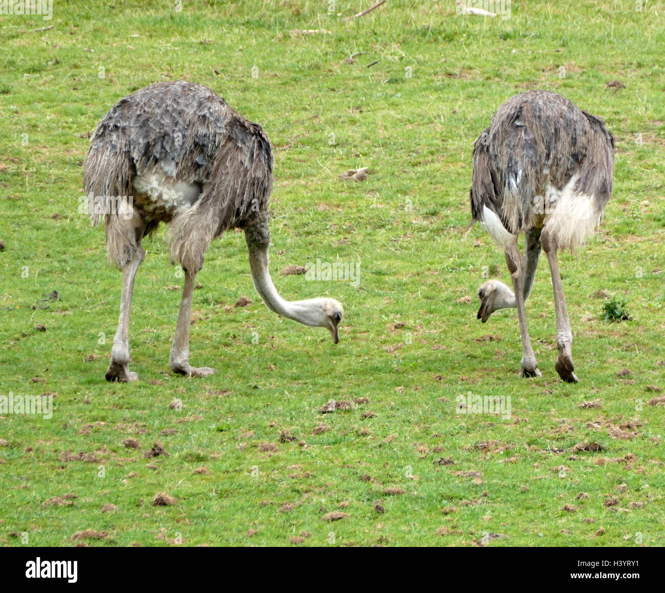 The ostrich or common ostrich (Struthio camelus) is either one or two species of large flightless birds native to Africa, the only living member(s) of the genus Struthio, which is in the ratite family Stock Photo