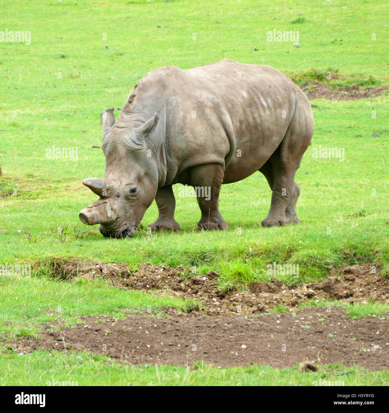 The black rhinoceros or hook-lipped rhinoceros (Diceros bicornis) is a species of rhinoceros, native to eastern and southern Africa including Botswana, Kenya, Malawi, Mozambique, Namibia, South Africa, Swaziland, Tanzania, Zambia, and Zimbabwe. Although the rhinoceros is referred to as black, its colours vary from brown to grey. Stock Photo