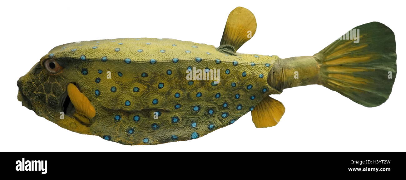Model of a Yellow boxfish, (Ostracion cubicus) is a species of boxfish. Dated 21st Century Stock Photo