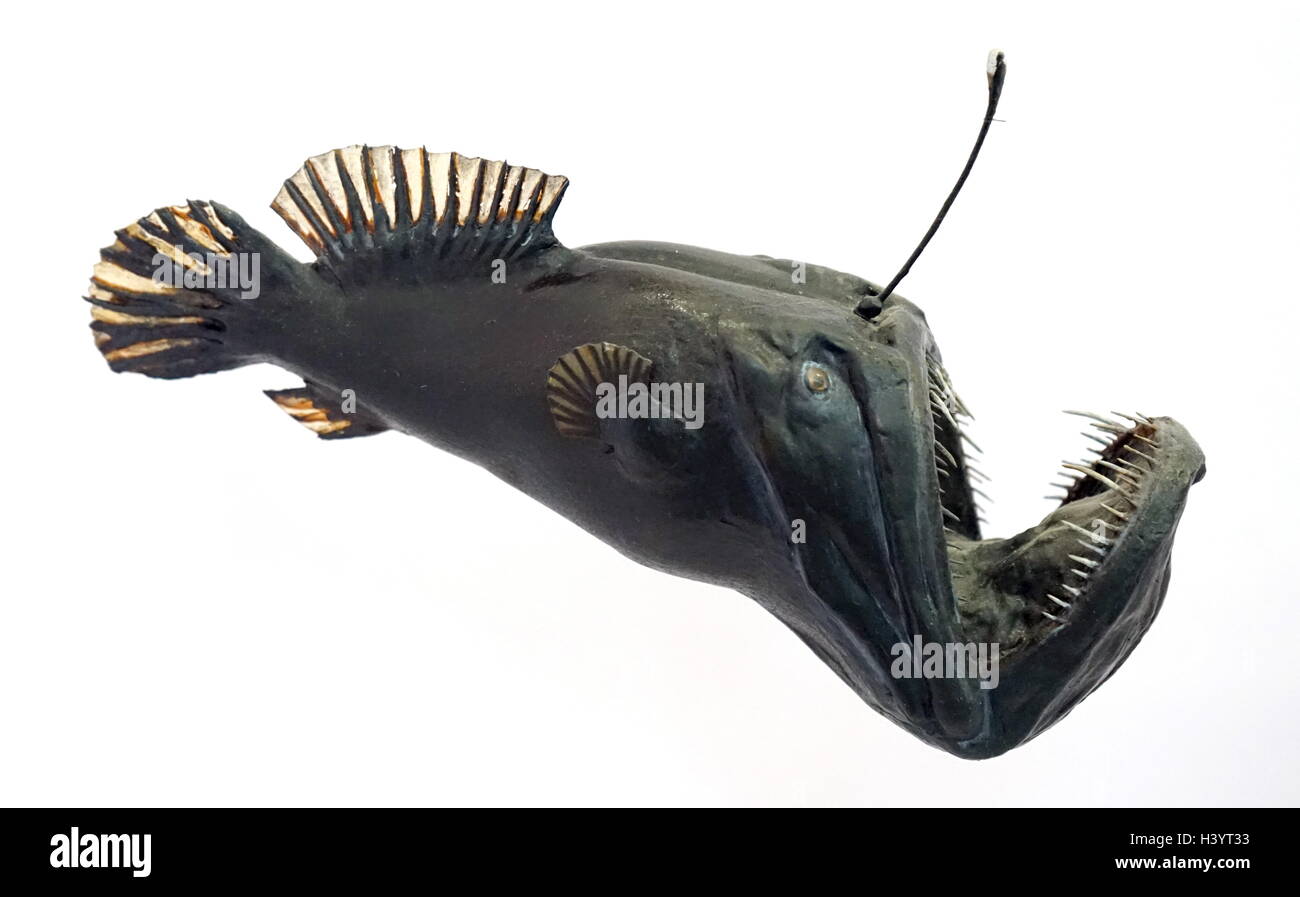 Model of an anglerfish. Anglerfishes are fish of the teleost order Lophiiformes. Dated 20th Century Stock Photo