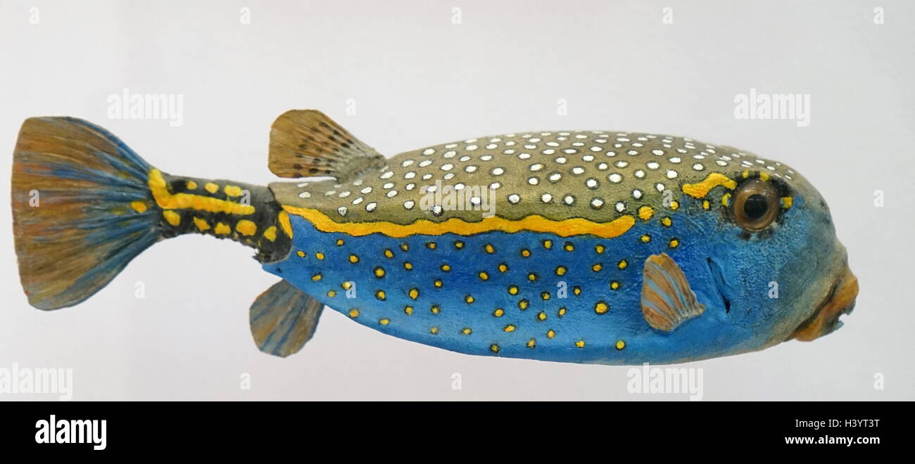 Model of a Blue Boxfish, (Ostracion meleagris) is a species of boxfish. Dated 21st Century Stock Photo