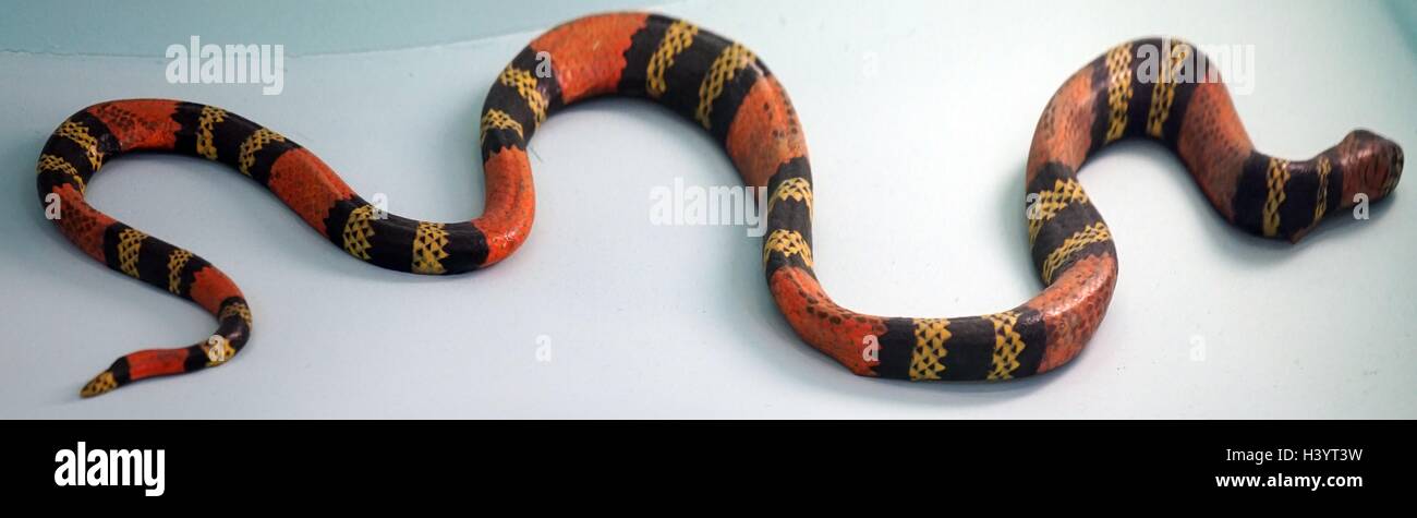 Model of a Coral snake, a large snake of the elapid snakes. Dated 21st Century Stock Photo