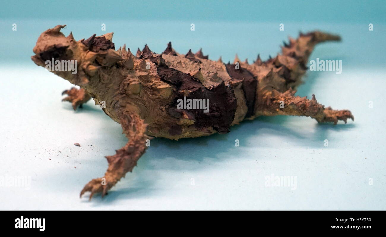 Model of a Thorny dragon, an Australian Lizard. Dated 21st Century Stock Photo