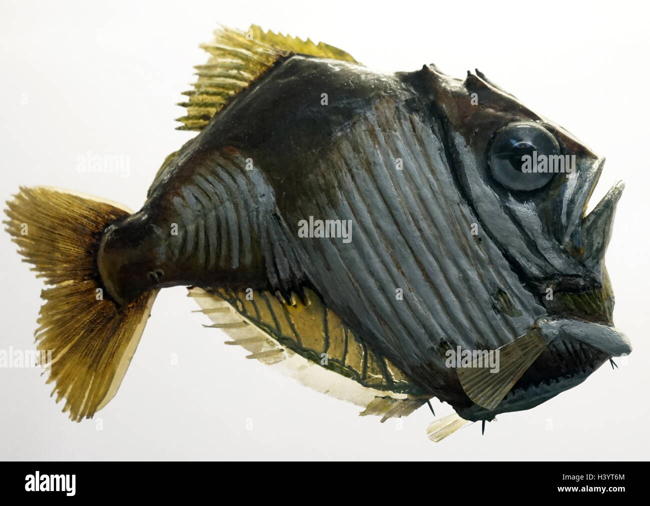 Model of Freshwater hatchet fish, are a family, Gasteropelecidae, of ray-finned fish from South and Central America. Dated 21st Century Stock Photo
