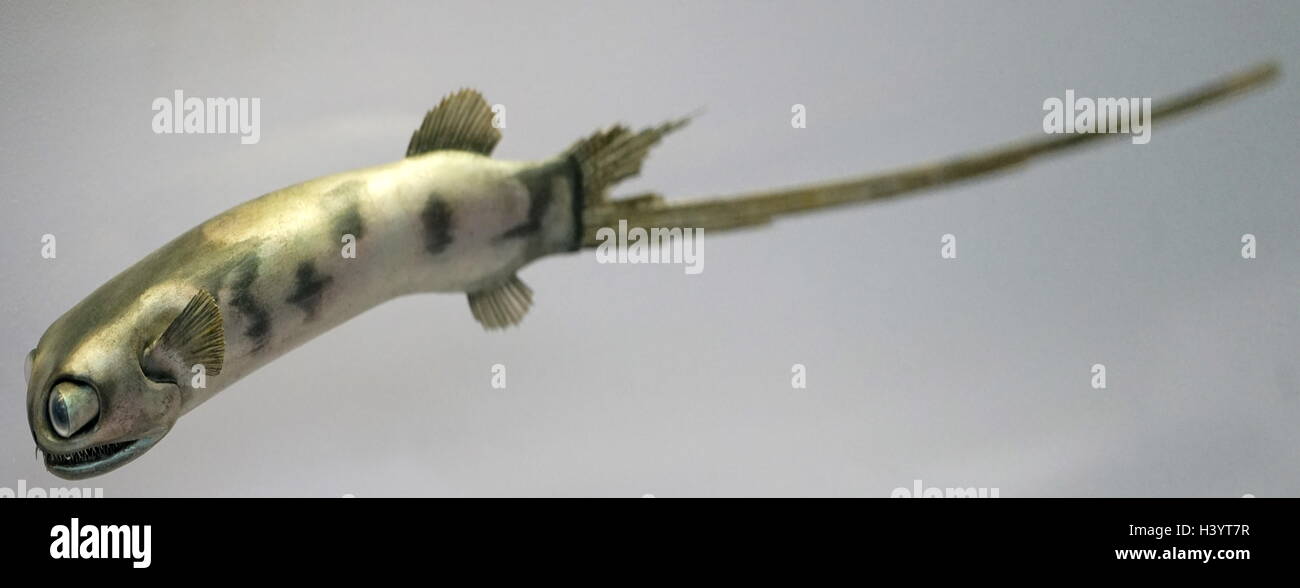 Model of a Telescope fish, a deep-sea aulopiform fish comprising the small  family Giganturidae. Dated 20th Century Stock Photo - Alamy