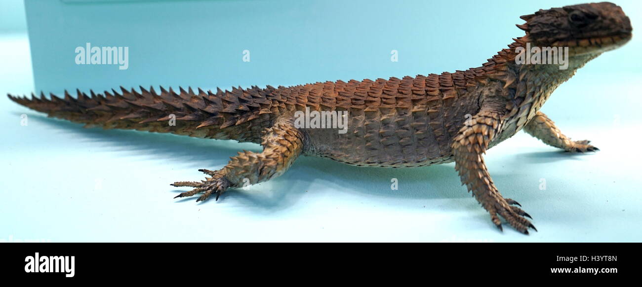 Model of a Giant girdled lizard, the largest species of the Cordylidae. Dated 20th Century Stock Photo
