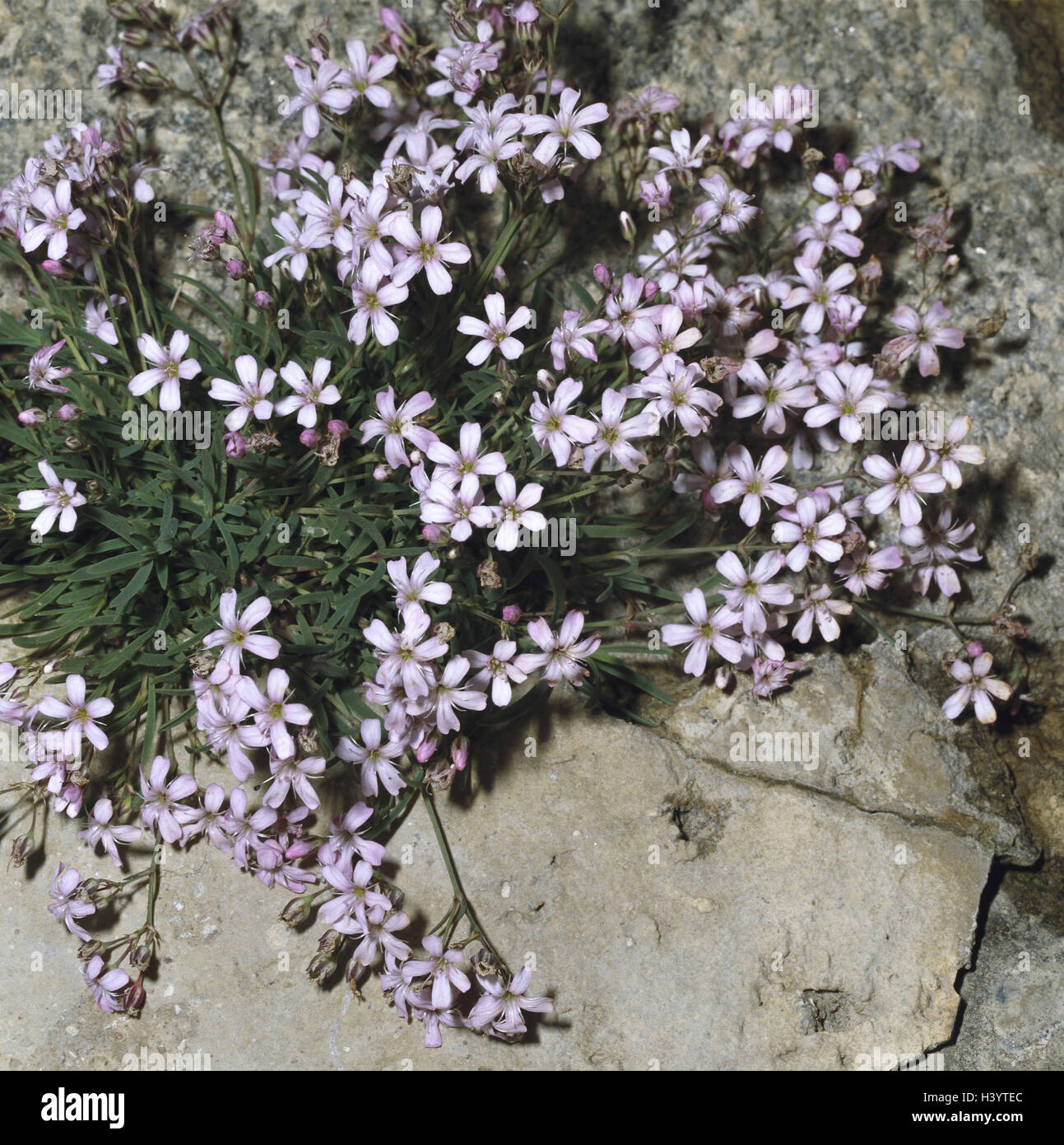 Gypsophila repens hires stock photography and images Alamy