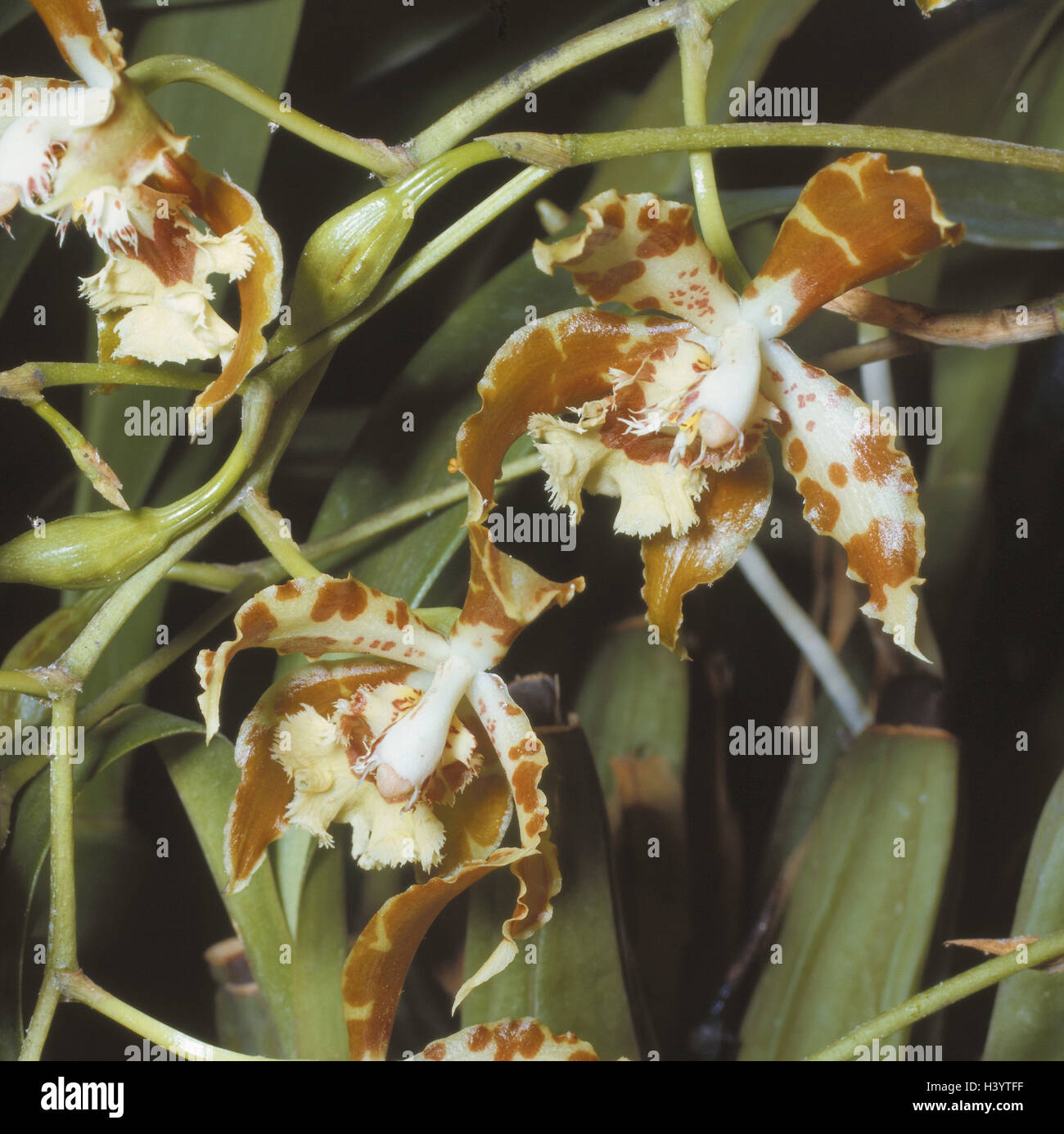 Tiger's orchid, Odontoglossum luteum, blossoms, close up, nature, botany, flora, plants, flowers, orchids, tropical orchids, tropical plants, Orchis, orchis plants, Orchidaceae, tiger's orchid, blossom, Rossioglossum grandee, orchid blossoms, Ticino, Verz Stock Photo