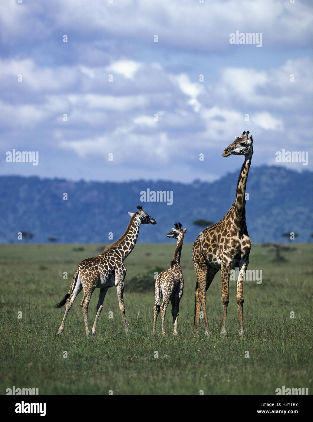 Giraffes, Giraffa camelopardalis, mother animal, young animals Wildlife, wilderness, animal world, animals, mammals, wild animals, giraffes, cloven-hoofed animals, ruminants, boys, breeding, education, protection, care, size difference, attention, watchfu Stock Photo