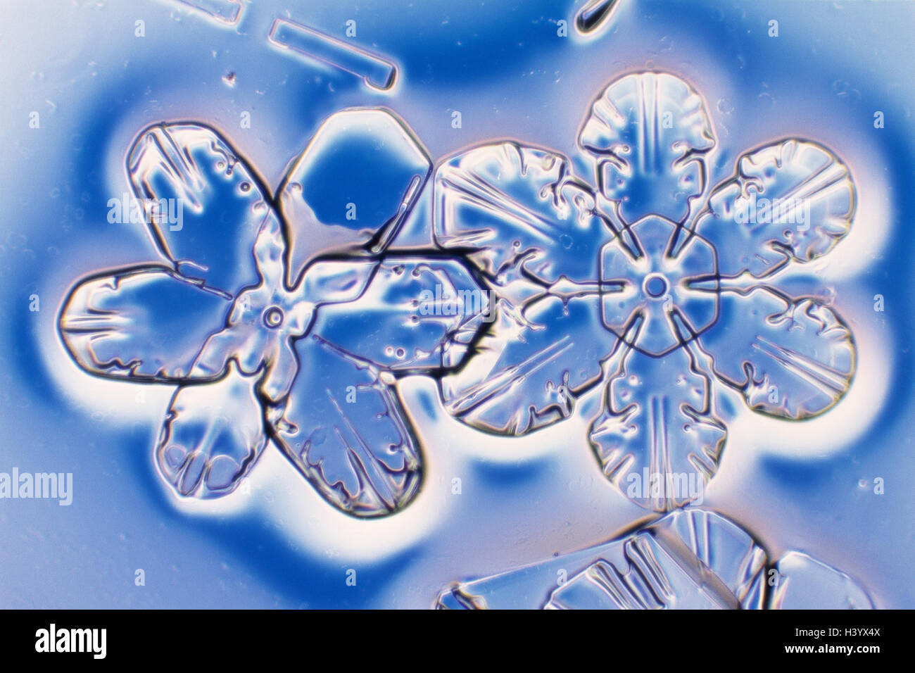 Snow crystals, nature, form, structure, ice cream, cold, snow, crystal