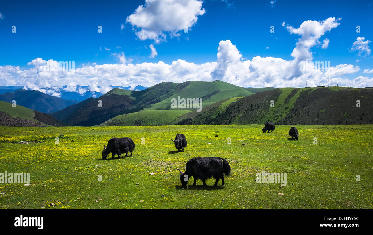 Cattle grazing in meadow, Jinzhu, Tibet, China Stock Photo