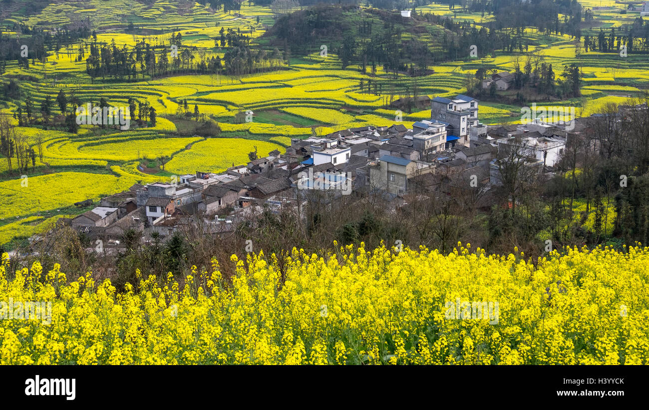 Rapeseed fields and Tangliwa village, Luoping, Qujing, Yunnan, China Stock Photo