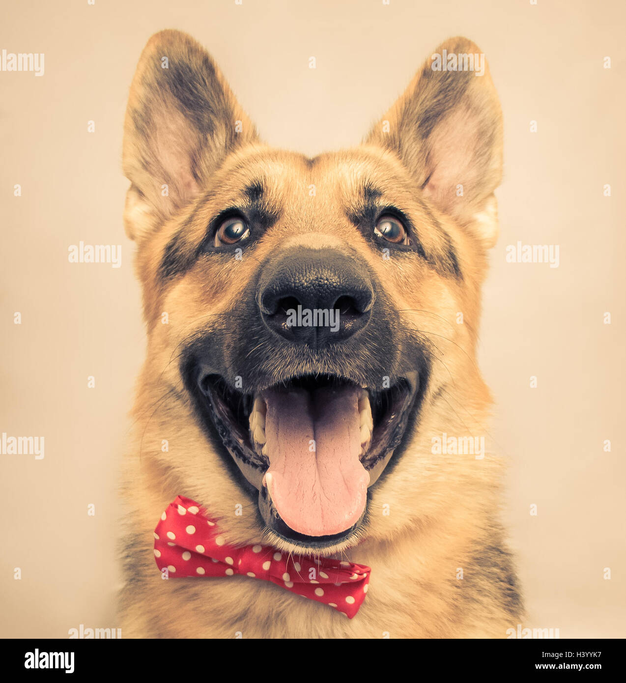 Portrait of a german shepherd dog wearing a bow tie Stock Photo