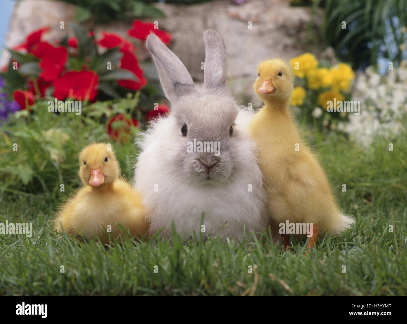 Easter ducks hi-res stock photography and images - Alamy