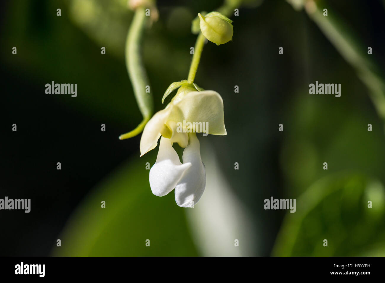 The white flower of a common bean plant (Phaseolus vulgaris Stock Photo