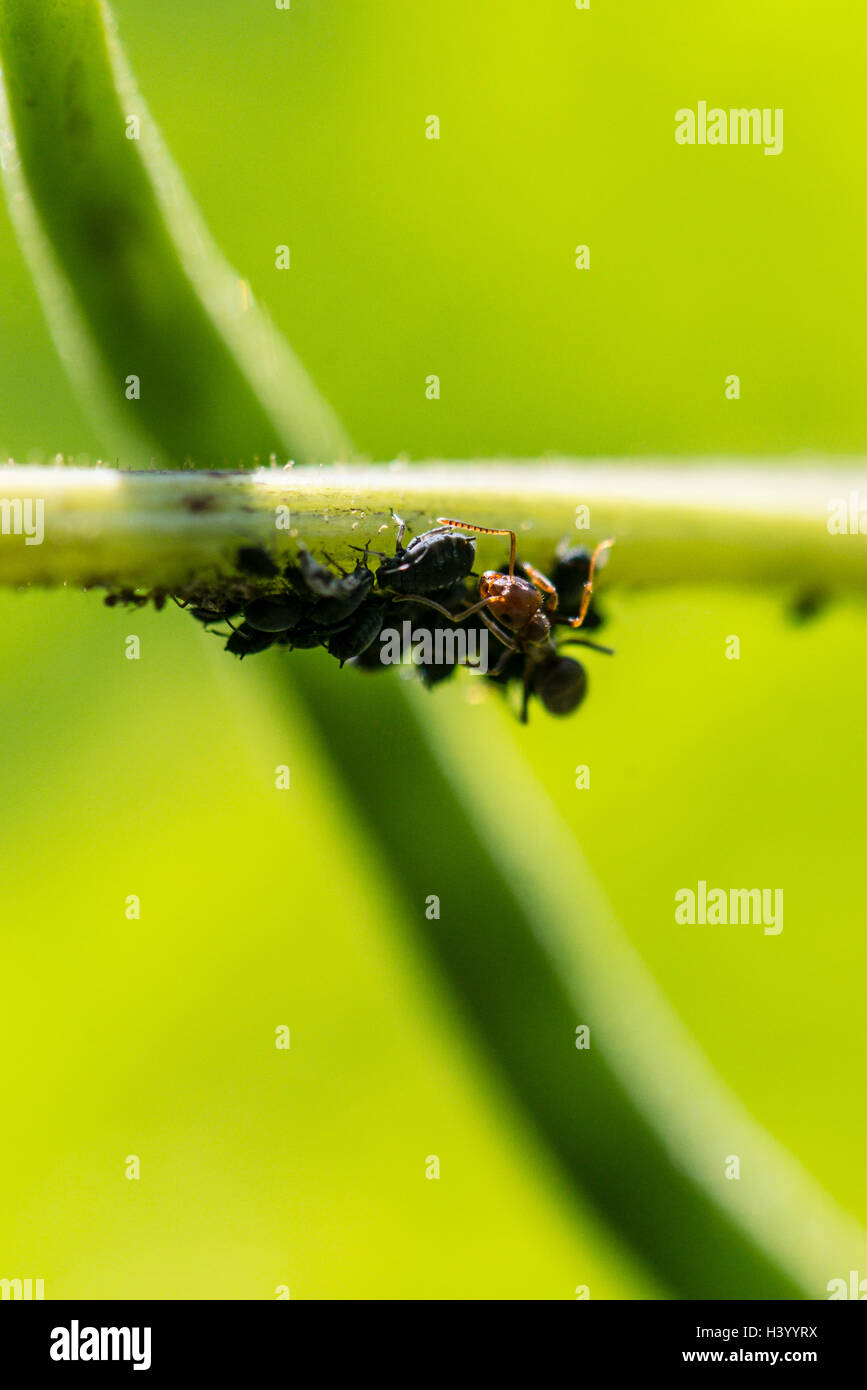 An ant farming black bean aphid on a bean plant Stock Photo Alamy