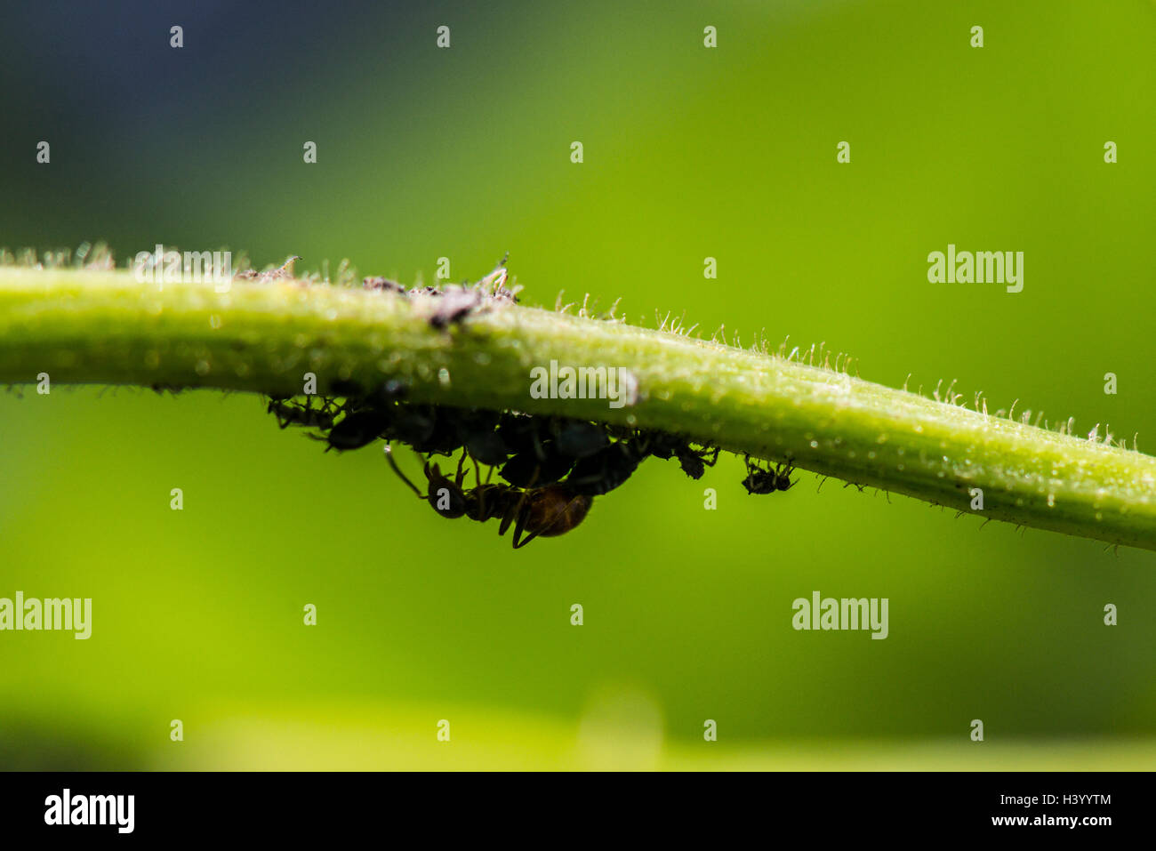 An ant farming black bean aphid on a bean plant Stock Photo Alamy