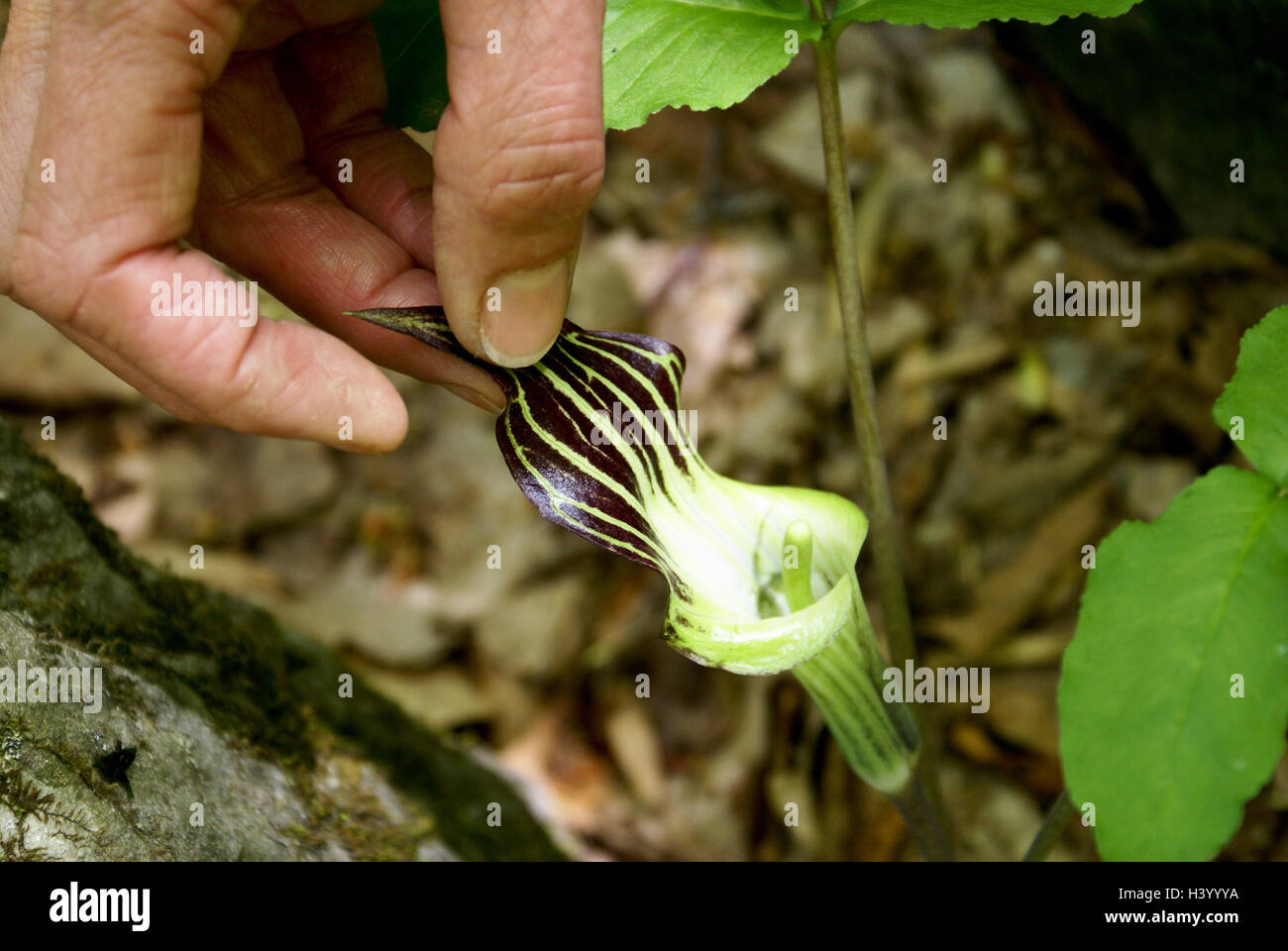 Woman touching A Jack-In-The-Pulpit plant (Arisaema triphyllum) Stock Photo