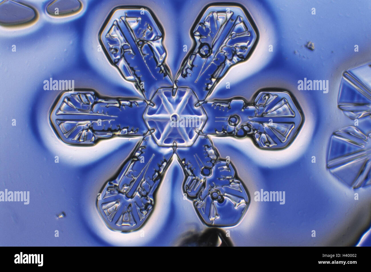 sne hvid Justering Rute Snow crystal, nature, form, structure, ice cream, cold, snow, crystal, ice- crystal, snow crystals, ice-crystals, microscope recording, enlargement,  blue Stock Photo - Alamy