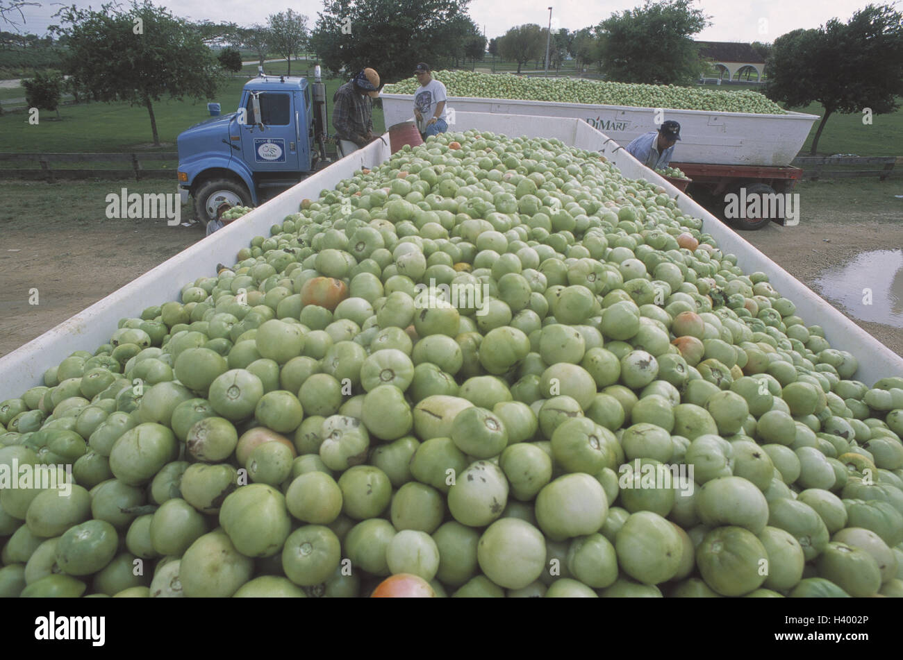 The USA, Florida, tomato harvest, truck, tomatoes, green, the United