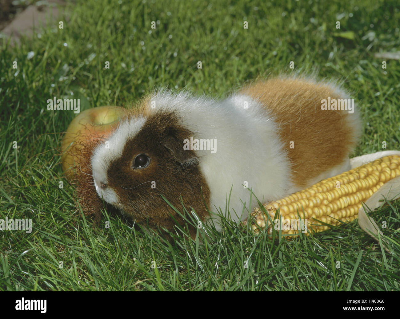 Meadow, guinea pig, three-coloured, garden, sea pig, Cavia aperea porcellus, rodents, rodent, rodent, pets, pet, grass, apple, corncob Stock Photo